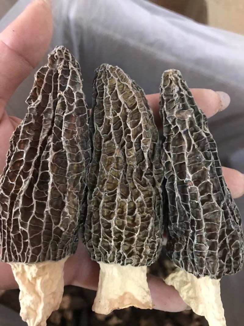 【推荐】精品羊肚菌干货羊肚菌批发零售基地直发保质保量