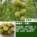 蜂糖李子果树苗西梅李子红心蜂糖嫁接李子树苗基地直销批发价