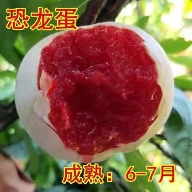 蜂糖李子果树苗西梅李子红心蜂糖嫁接李子树苗基地直销批发价