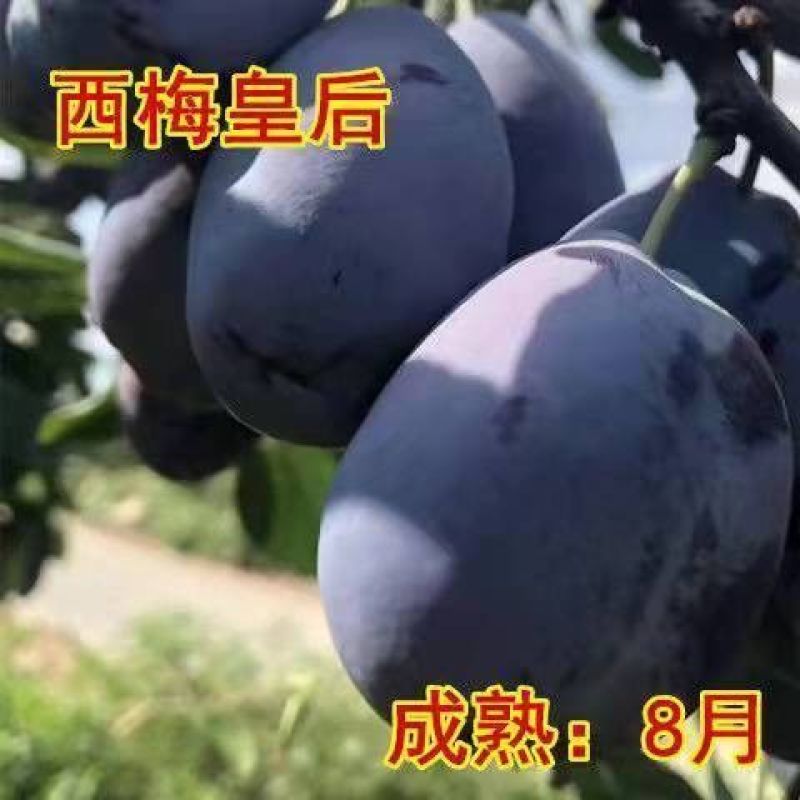 蜂糖李子果树苗西梅李子红心蜂糖嫁接李子树苗基地直销批发价