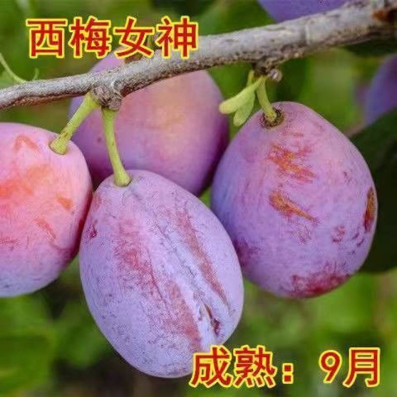 蜂糖李子果树苗西梅李子红心蜂糖嫁接李子树苗基地直销批发价