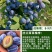 蜂糖李子果树苗西梅李子红心蜂糖嫁接李子树苗基地直销批发价
