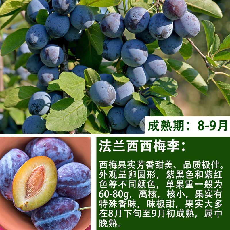 蜂糖李子果树苗西梅李子红心蜂糖嫁接李子树苗基地直销批发价