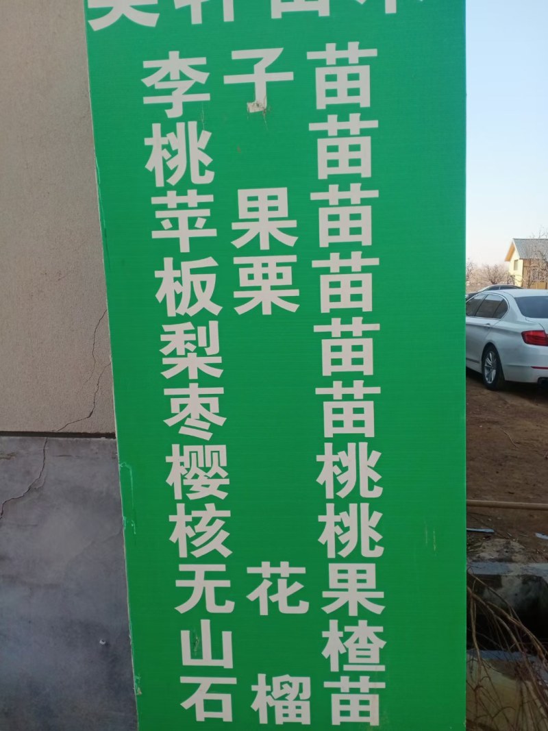 蜂糖李子果树苗西梅李子红心蜂糖嫁接李子树苗基地直销批发价