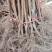 蜂糖李子果树苗西梅李子红心蜂糖嫁接李子树苗基地直销批发价