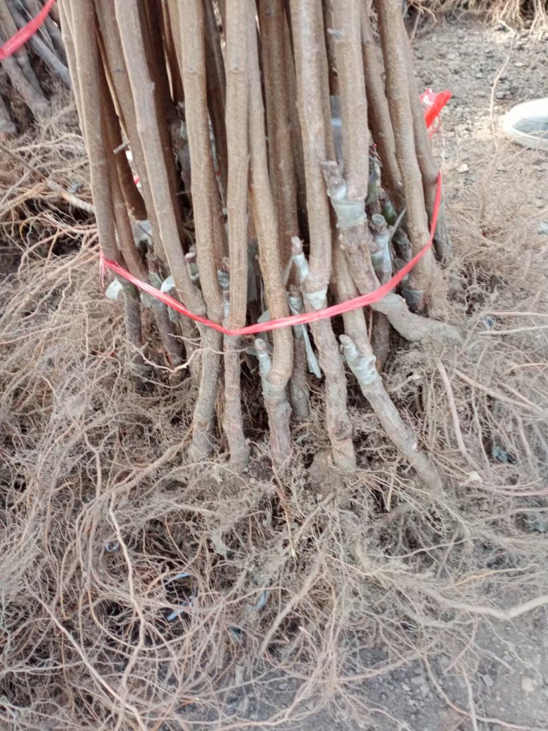 蜂糖李子果树苗西梅李子红心蜂糖嫁接李子树苗基地直销批发价