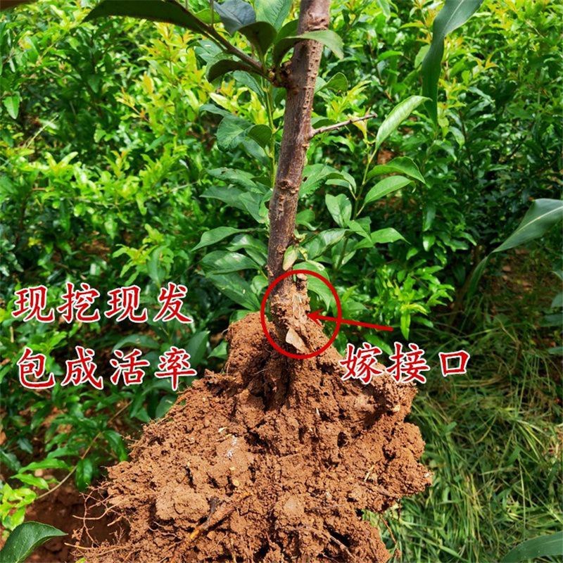 蜂糖李子果树苗西梅李子红心蜂糖嫁接李子树苗基地直销批发价