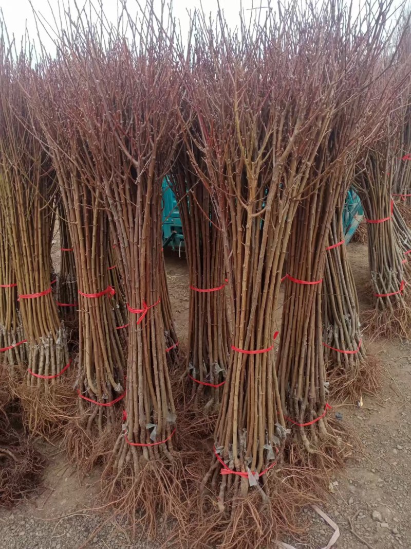 蜂糖李子果树苗西梅李子红心蜂糖嫁接李子树苗基地直销批发价