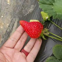 妙香七号草莓苗，宁玉草莓苗，隋珠草莓苗价格，种苗繁育