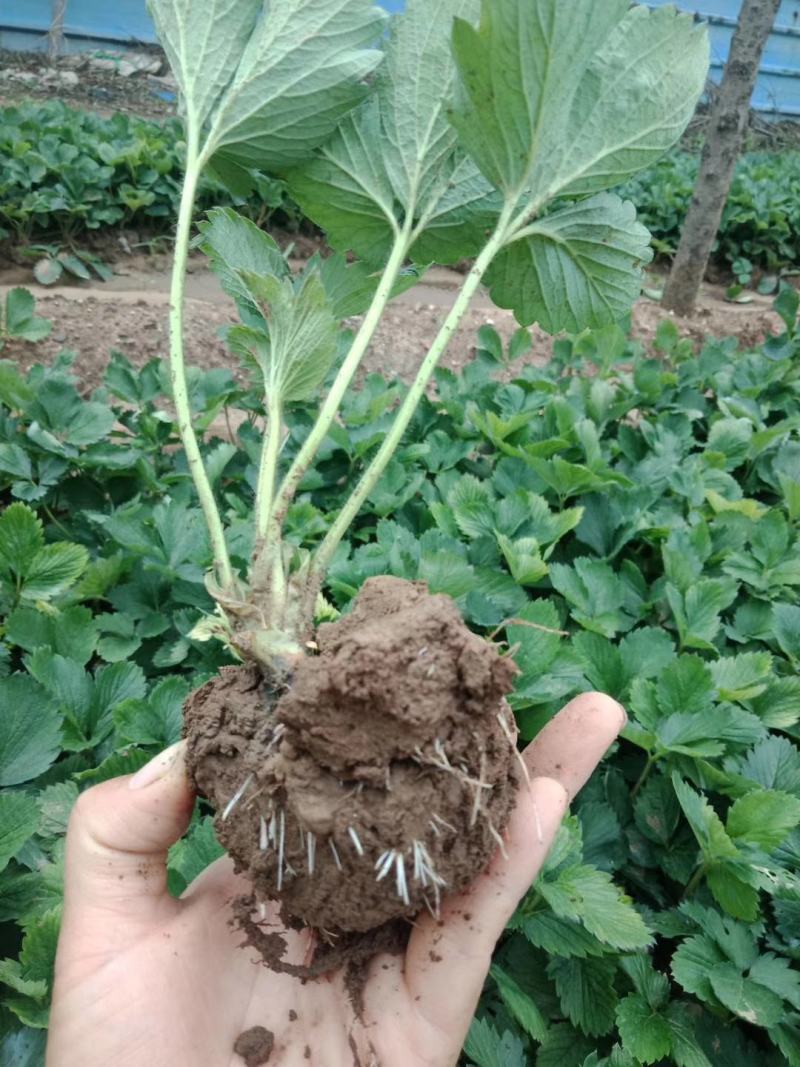 妙香七号草莓苗，宁玉草莓苗，隋珠草莓苗价格，种苗繁育