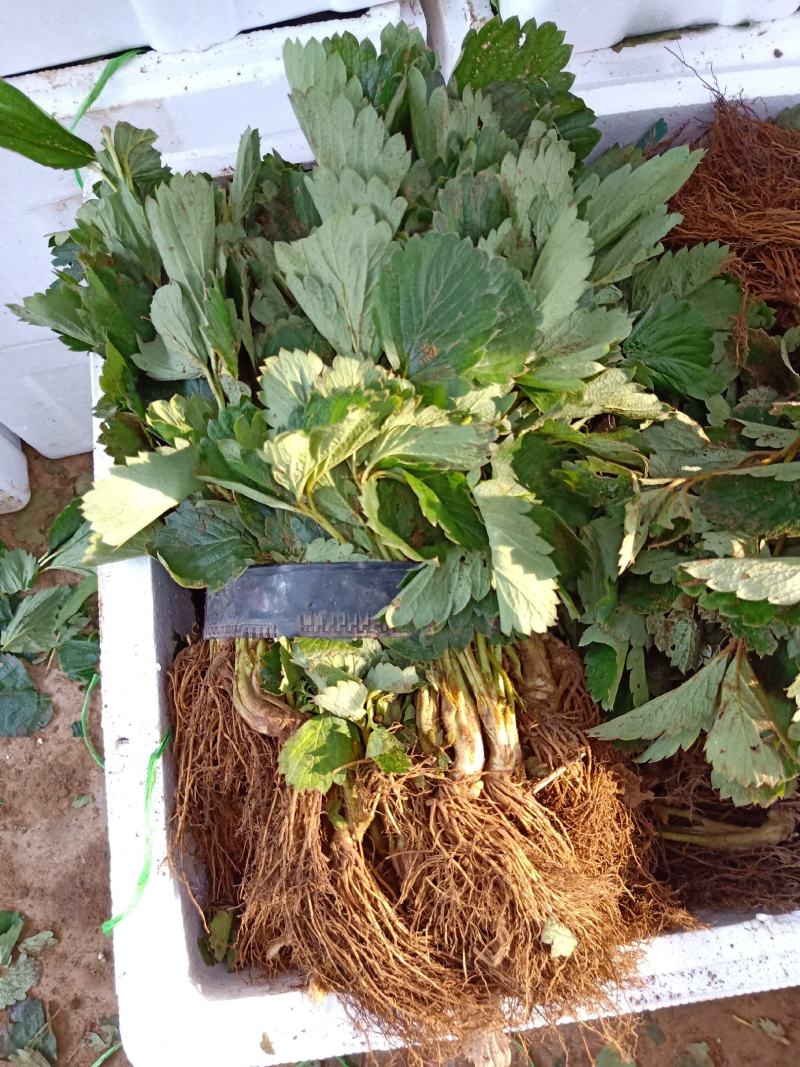 妙香七号草莓苗，宁玉草莓苗，隋珠草莓苗价格，种苗繁育