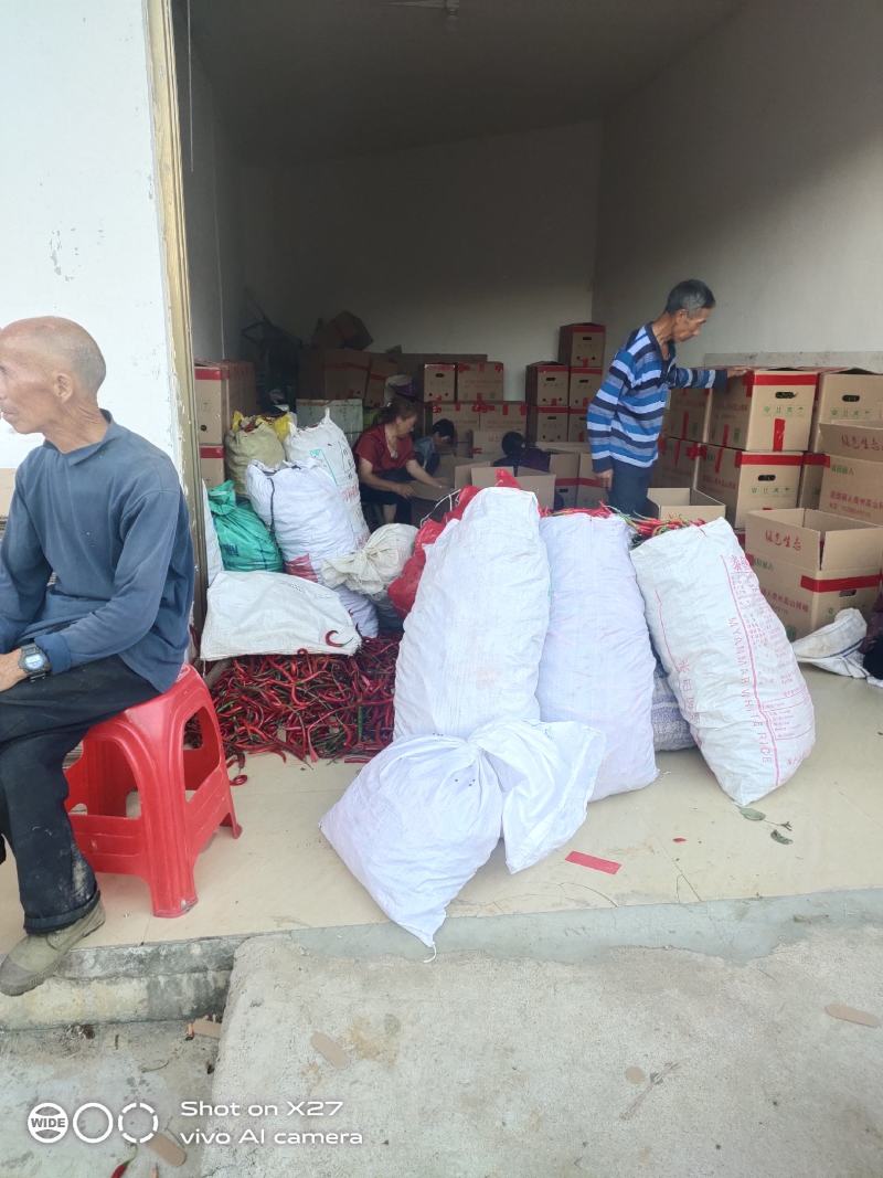 千亩基地，红线椒出货体量大，品质保证可走市场以及加工厂。