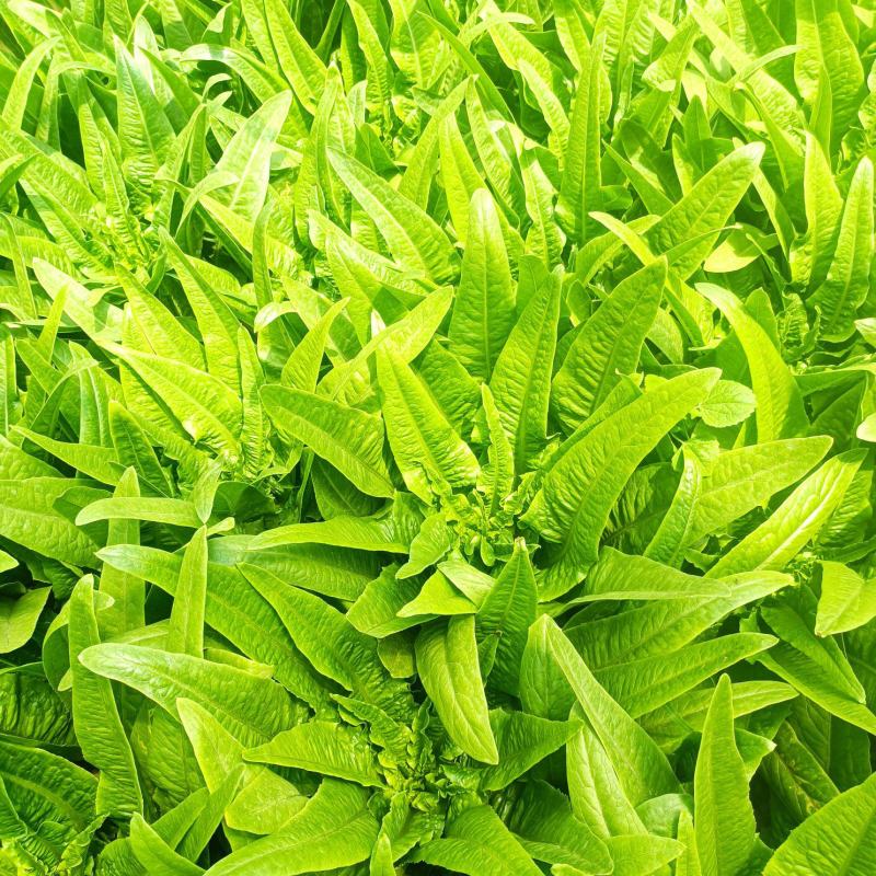 油麦菜