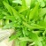 油麦菜