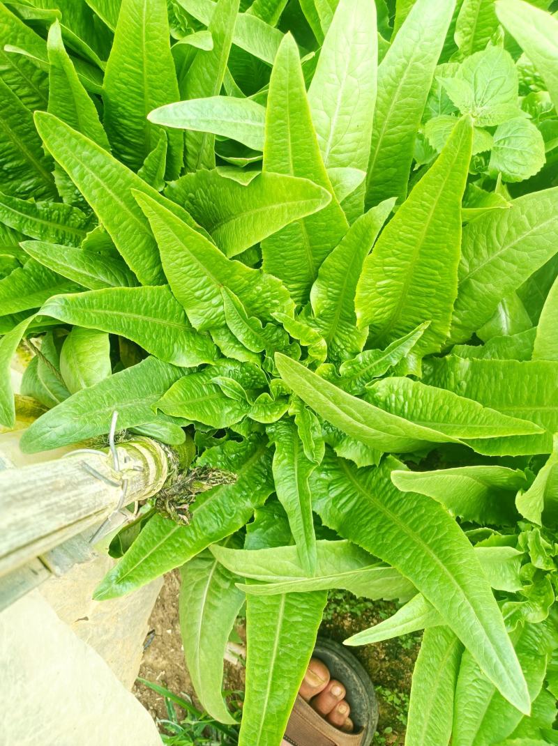 油麦菜