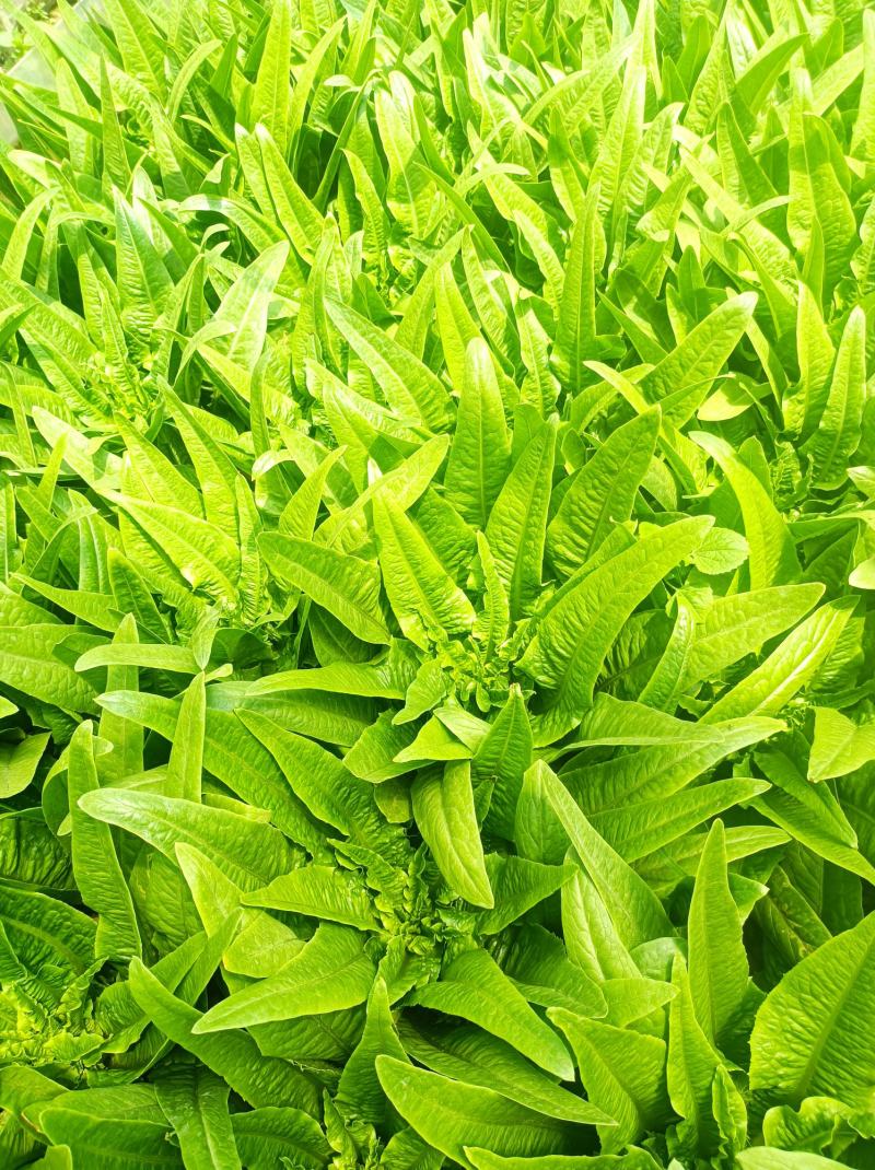 油麦菜