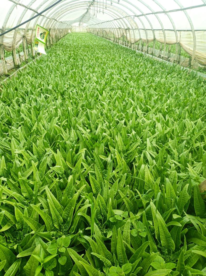 油麦菜