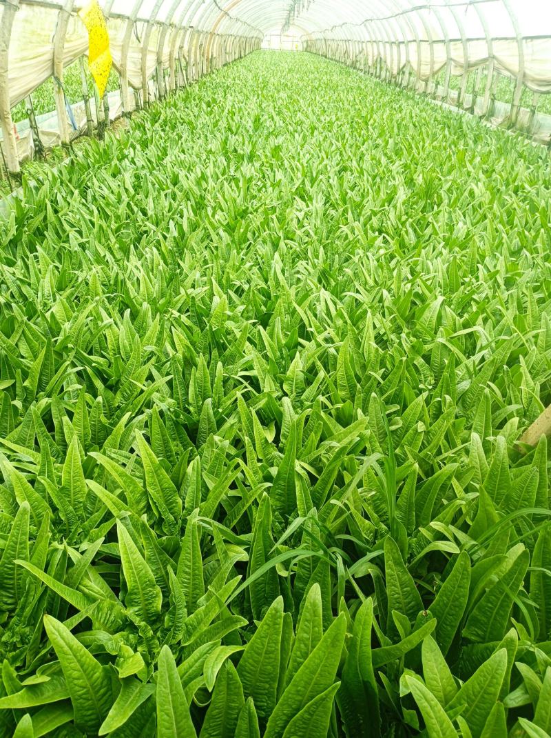 油麦菜