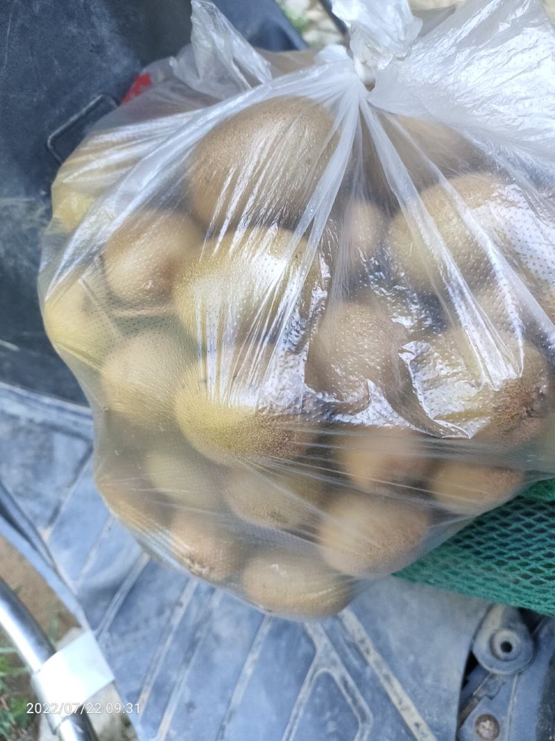 野生安化阳桃。八月瓜！限时品尝安化味道！联系我代采