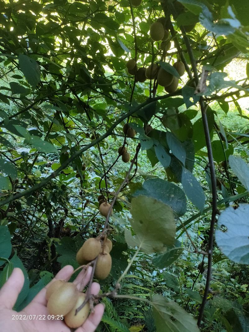 野生安化阳桃。八月瓜！限时品尝安化味道！联系我代采