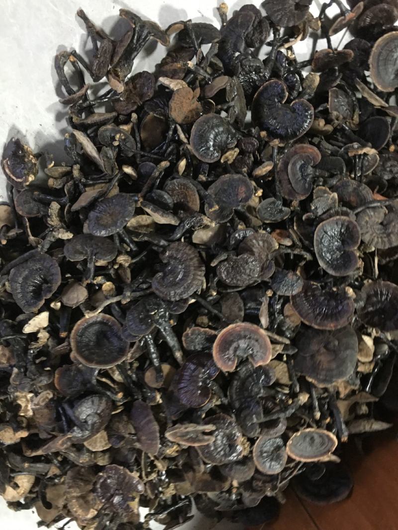 纯野，紫灵芝，新货上市，品质好，香味浓郁