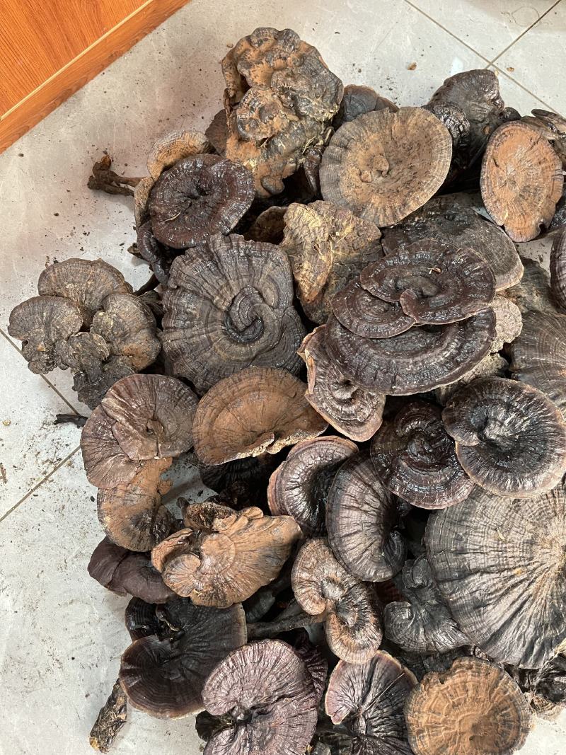 纯野，紫灵芝，新货上市，品质好，香味浓郁