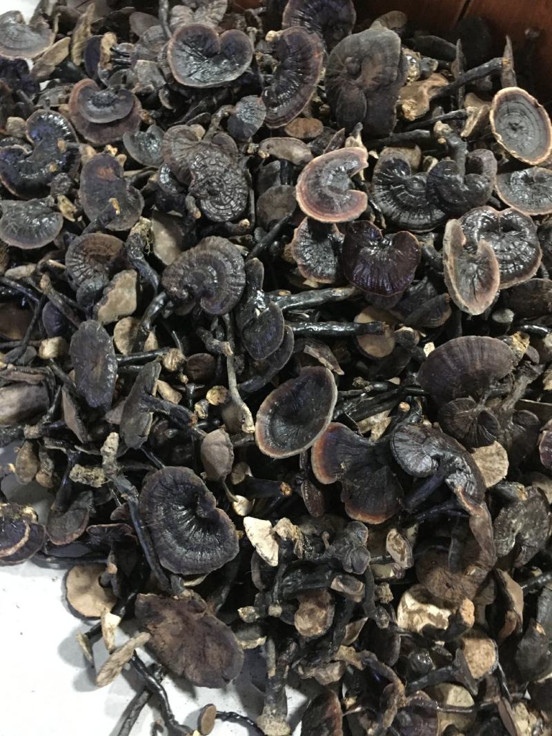 纯野，紫灵芝，新货上市，品质好，香味浓郁