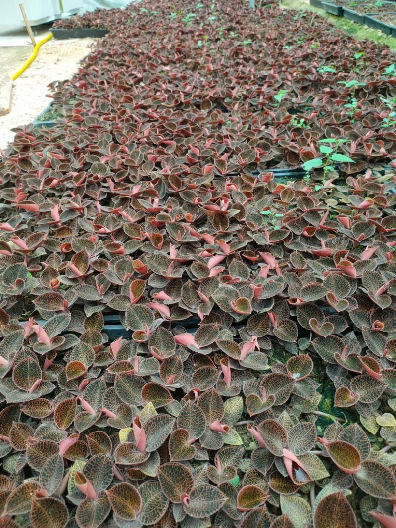 【推荐】金线莲茶，产地直供，品质保证，香味醇厚，欢迎来电