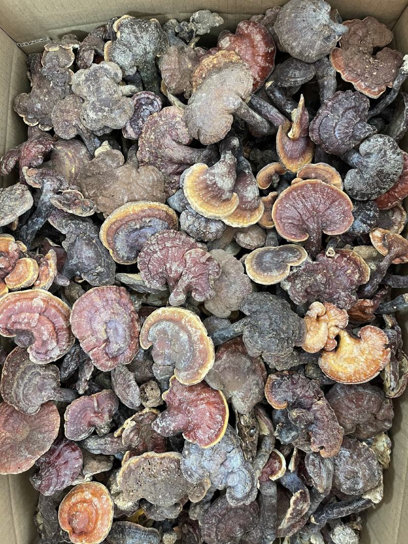 纯野生赤灵芝，2022新货干度好香味浓郁！