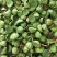 2026年新鲜青莲蓬、花莲蓬7月1大量山市