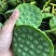 2026年新鲜青莲蓬、花莲蓬7月1大量山市