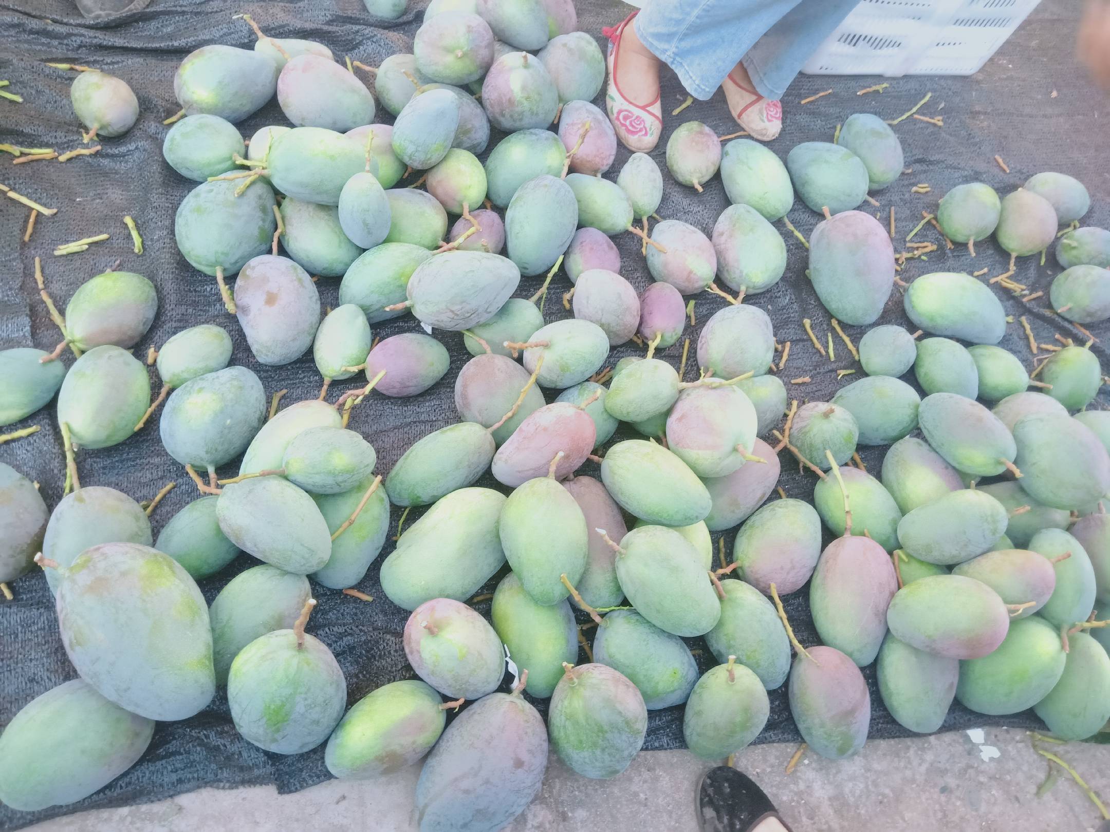 澳芒凯特芒果特写