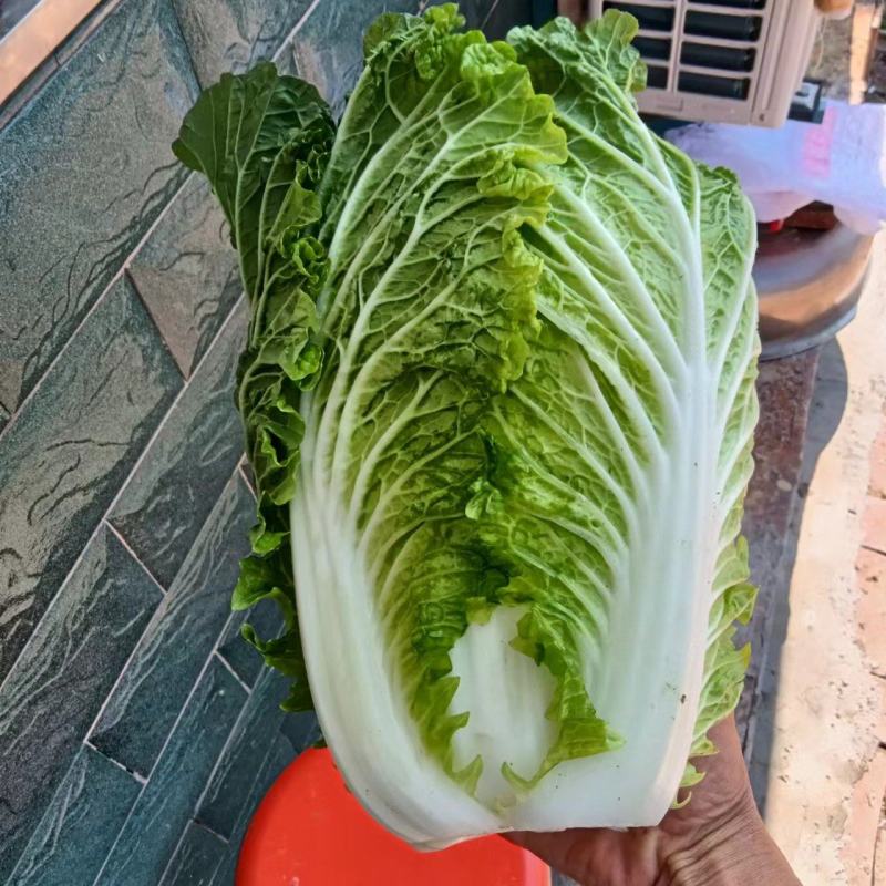 旬邑大白菜，万亩基地，根据客户的要求24小时不间断出货。