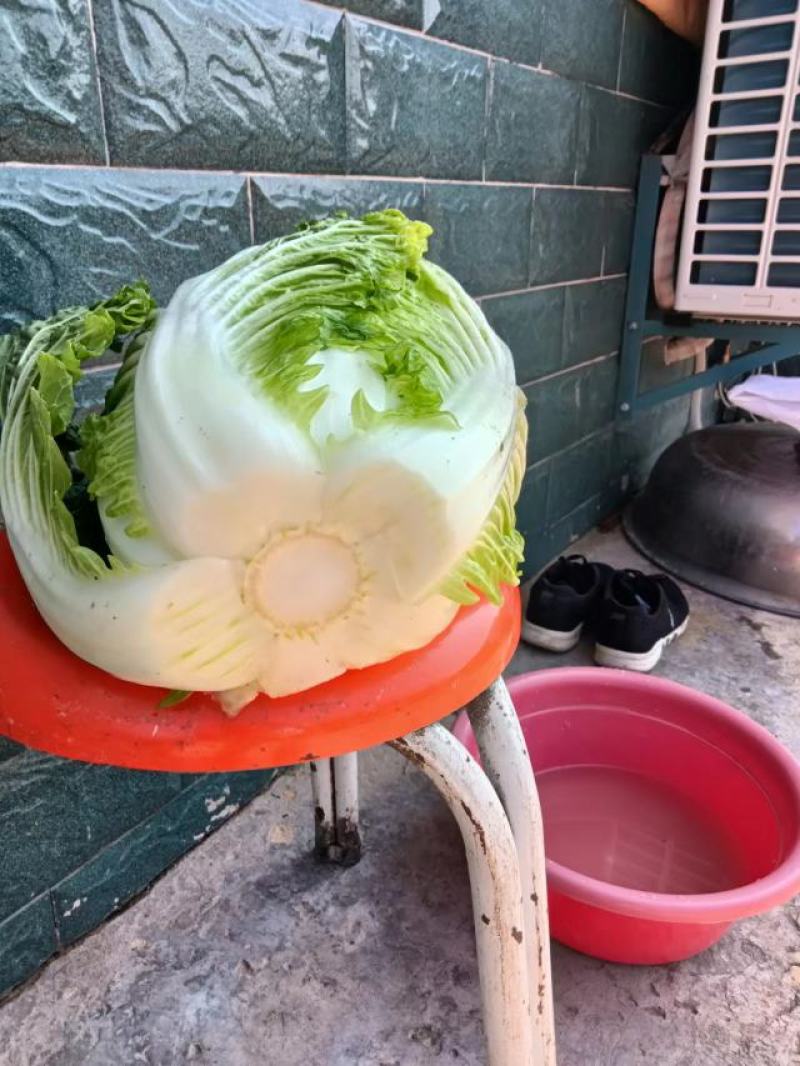 旬邑大白菜，万亩基地，根据客户的要求24小时不间断出货。