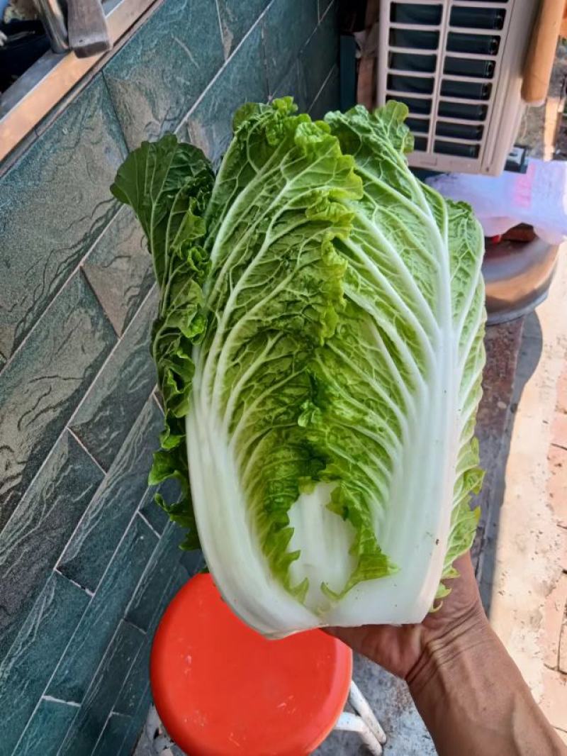 旬邑大白菜，万亩基地，根据客户的要求24小时不间断出货。