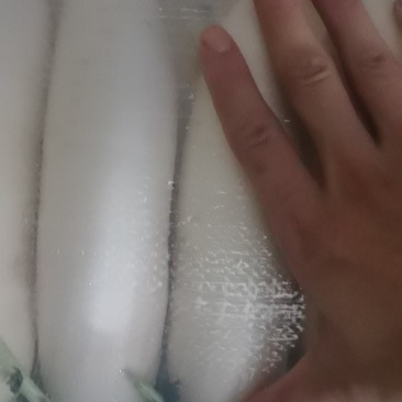 白萝卜精品水洗小五排，质量有保证，需要的老板前来洽谈合作