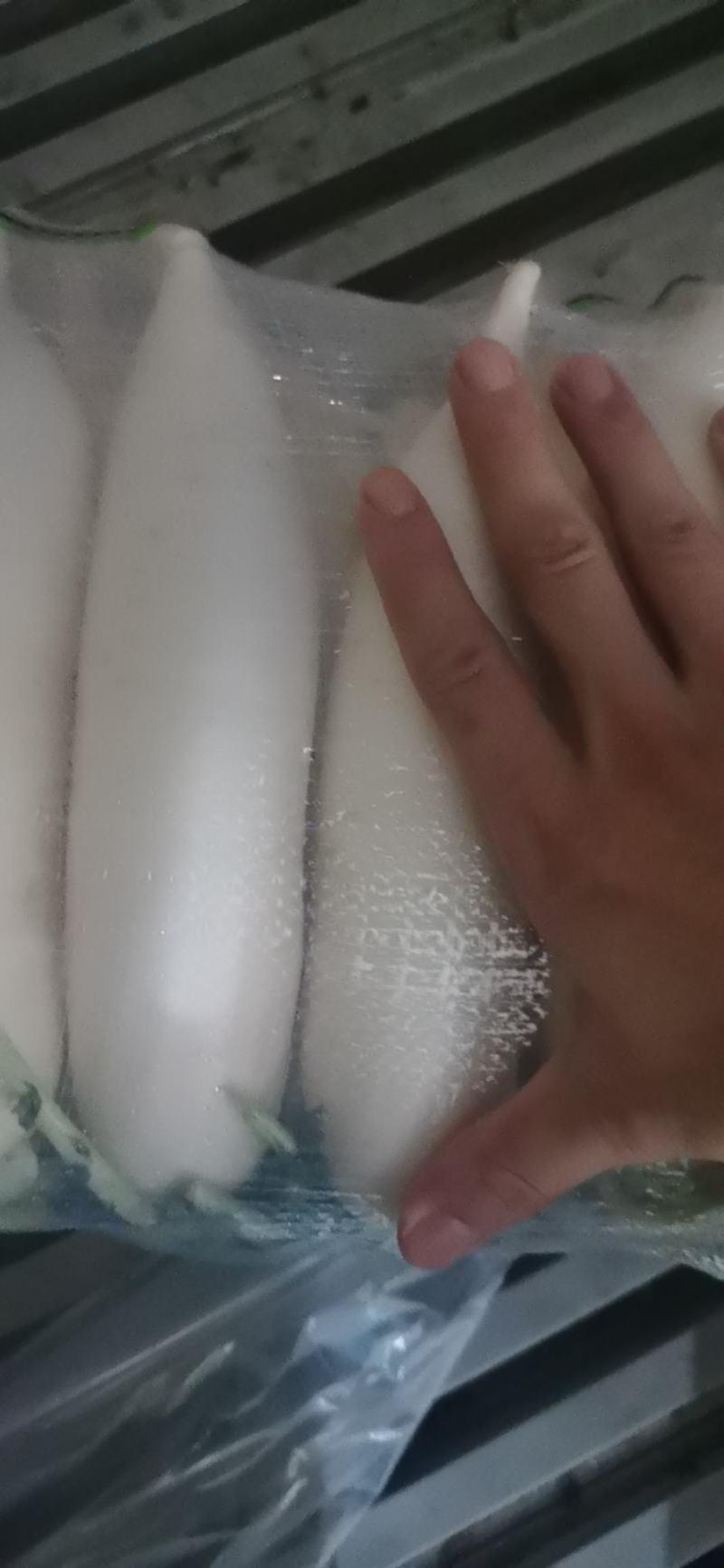 白萝卜精品水洗小五排，质量有保证，需要的老板前来洽谈合作