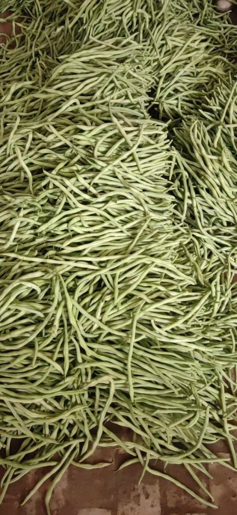 甘肃豆王