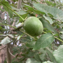 新疆阿克苏的核桃。和。苹果。还有红枣