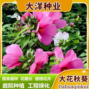芙蓉葵种子新采大花秋葵种子草芙蓉四季种植耐寒耐阴多年生