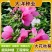芙蓉葵种子新采大花秋葵种子草芙蓉四季种植耐寒耐阴多年生