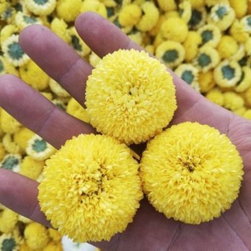 球菊乒乓球菊花桃菊黄菊菊花茶婺源菊花草茶