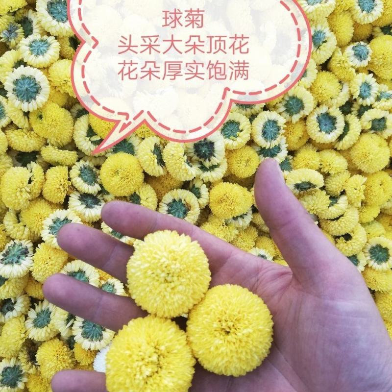 球菊乒乓球菊花桃菊黄菊菊花茶婺源菊花草茶