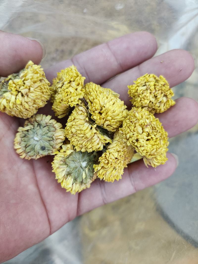 球菊乒乓球菊花桃菊黄菊菊花茶婺源菊花草茶