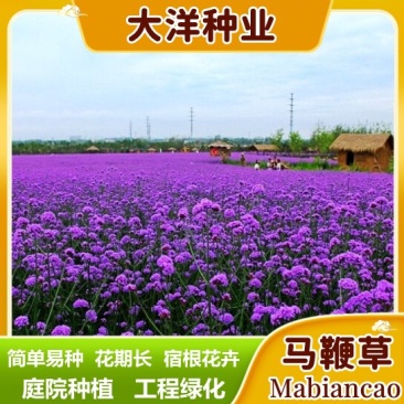 柳叶马鞭草种子四季种植多年生花卉庭院景观园林花海种子