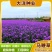 柳叶马鞭草种子四季种植多年生花卉庭院景观园林花海种子