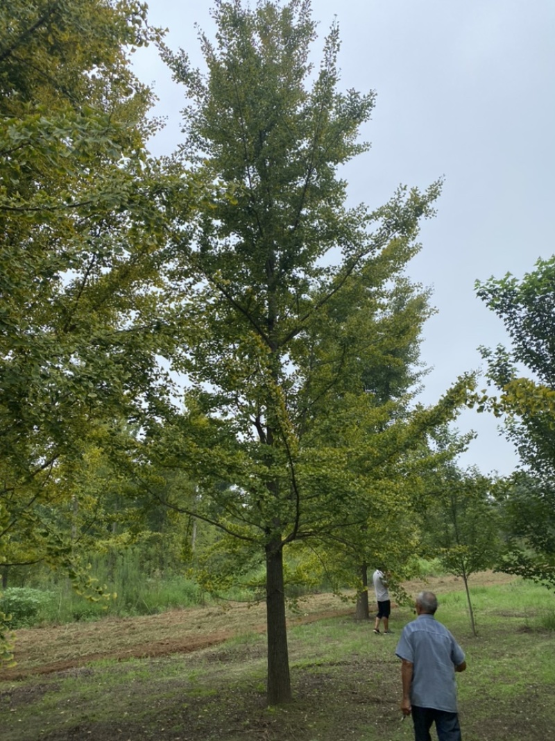 20公分银杏树—银杏之乡苗圃清地抛售处理