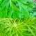 野生艾草艾叶中药材优质艾叶泡脚泡澡驱蚊干货包邮