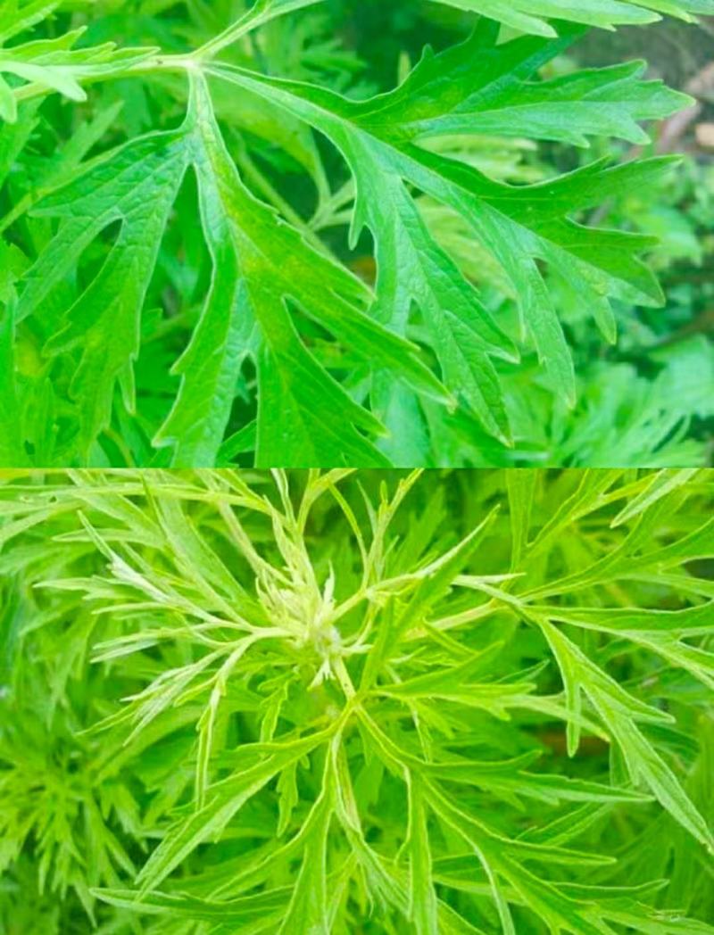 野生艾草艾叶中药材优质艾叶泡脚泡澡驱蚊干货包邮