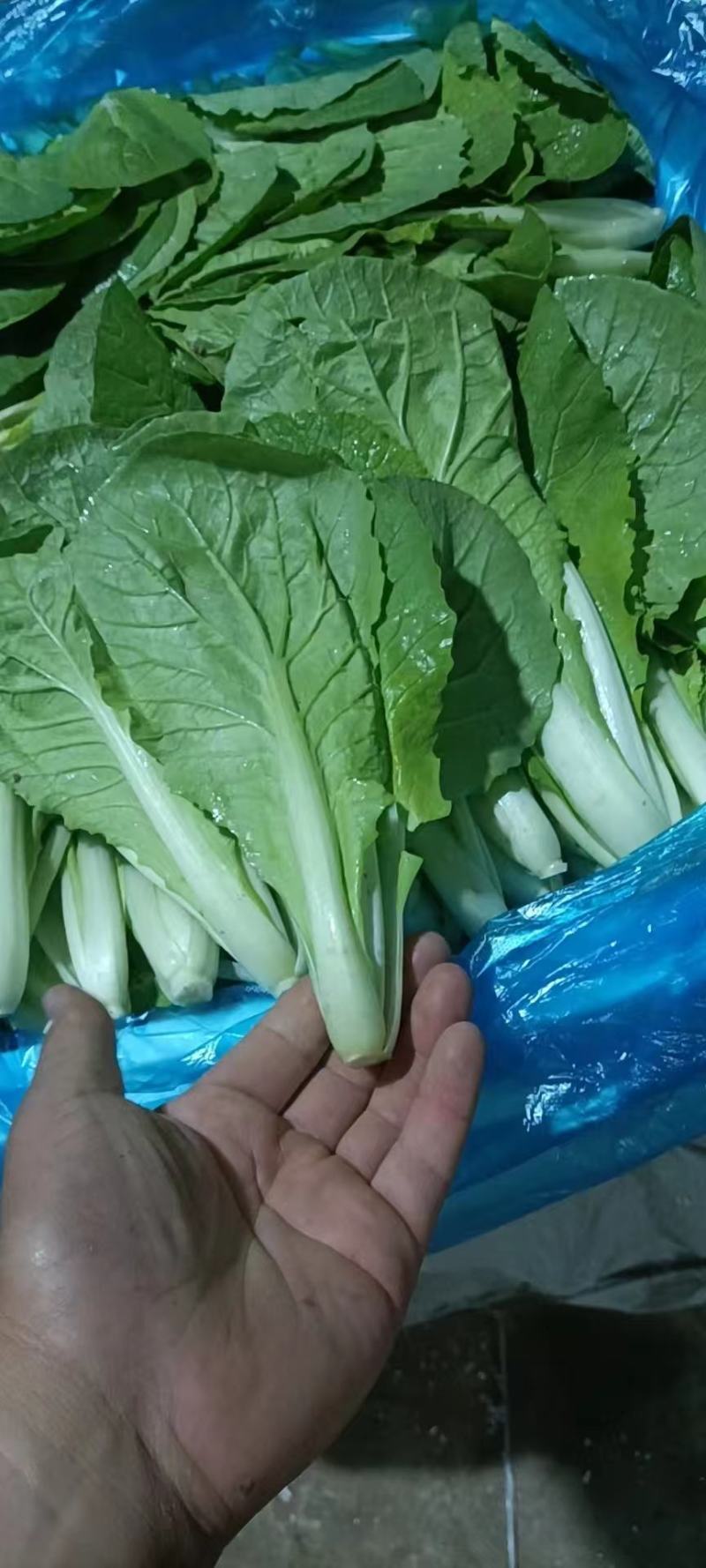 精品箱装水白，常年供应，品质有保障，产地直销，